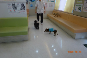 別所動物病院