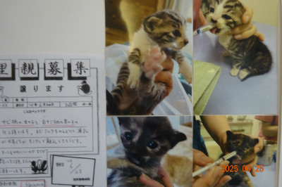 別所動物病院