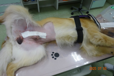 別所動物病院