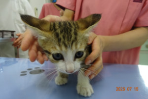 別所動物病院